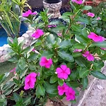 Kaiserwald アパート